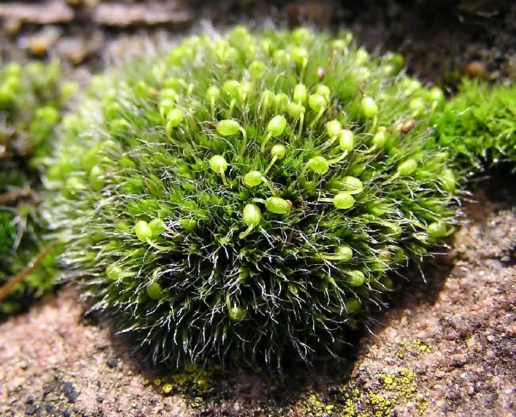 The Grimmia pulvinata card