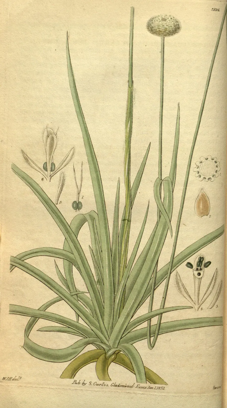 The Eriocaulon card