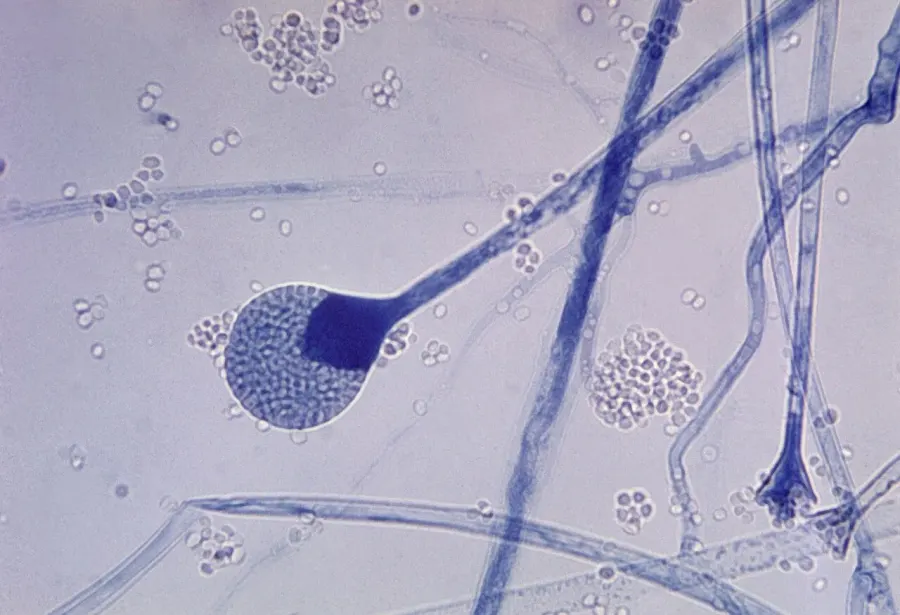 The Mucoraceae card