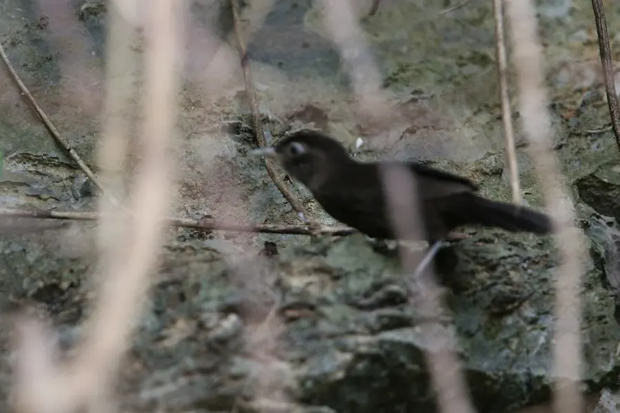 The Sooty babbler card