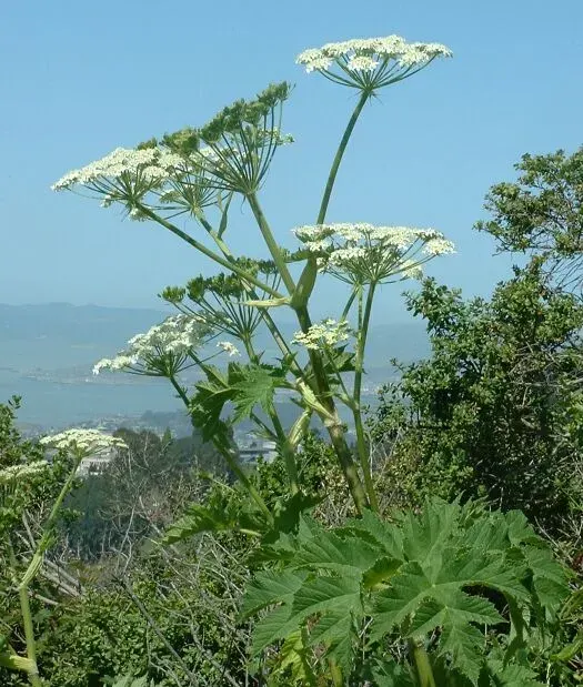 La carte Heracleum