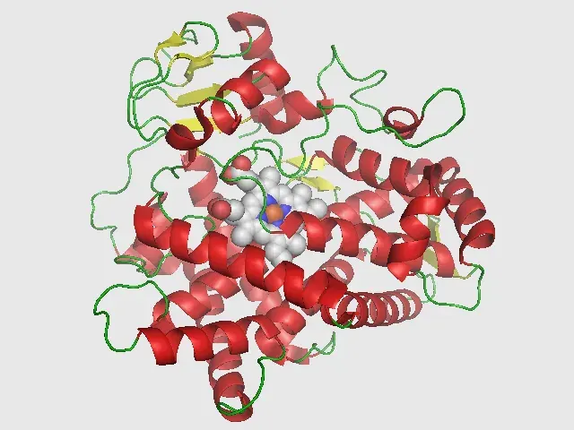 La carte Cytochrome CYP2D6