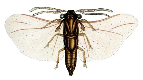 La carte Strepsiptera