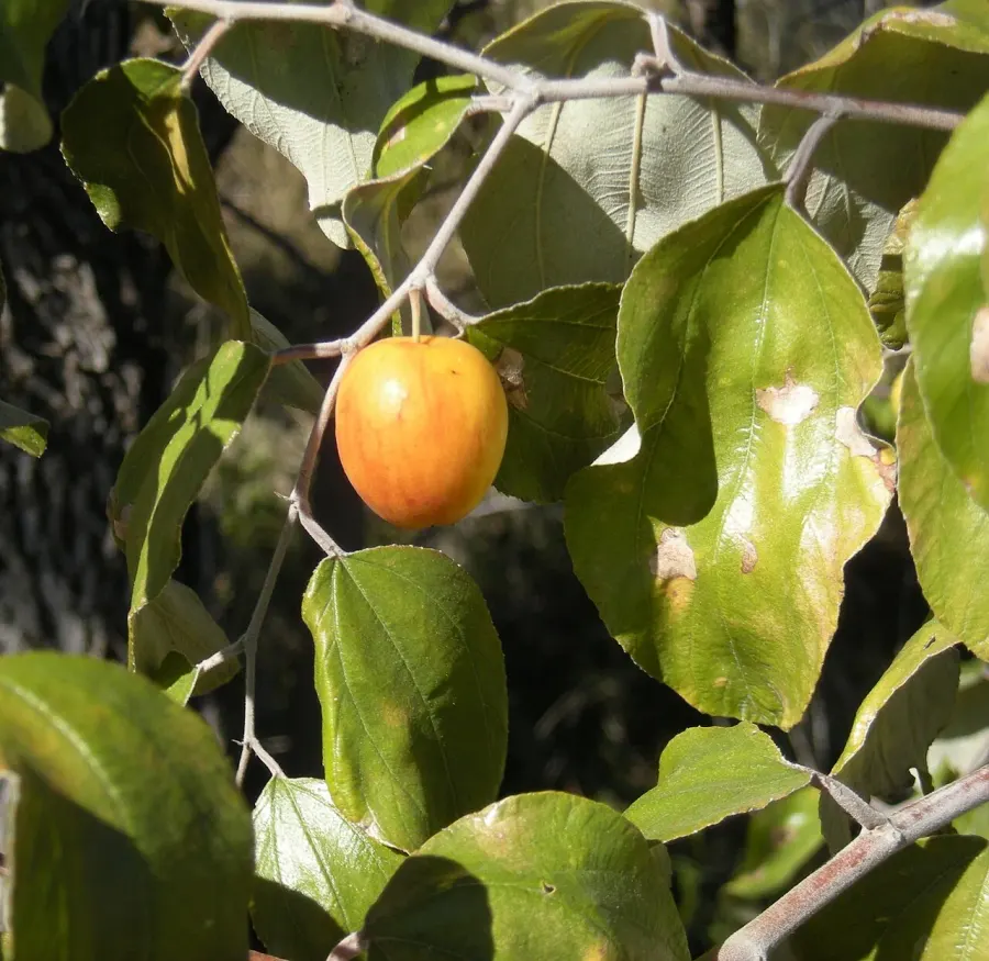 The Ziziphus mauritiana card