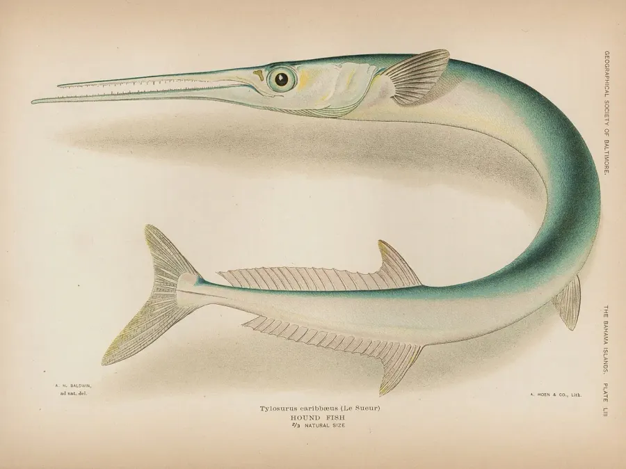 The Houndfish card