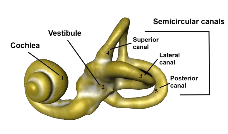 The Vestibule of the ear card