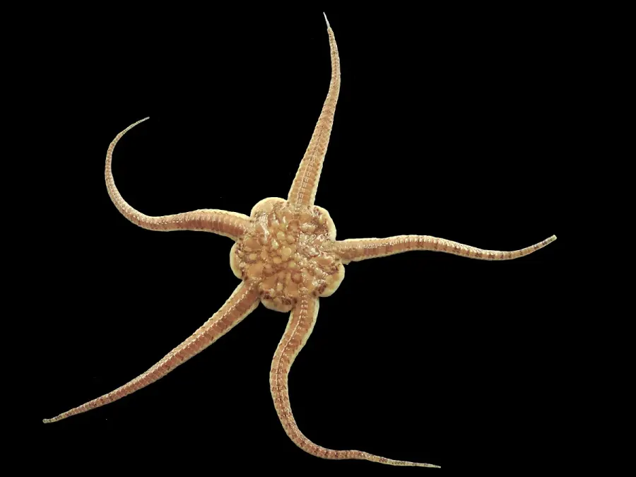 The Ophiuridae card
