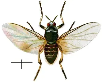 La carte Simulie