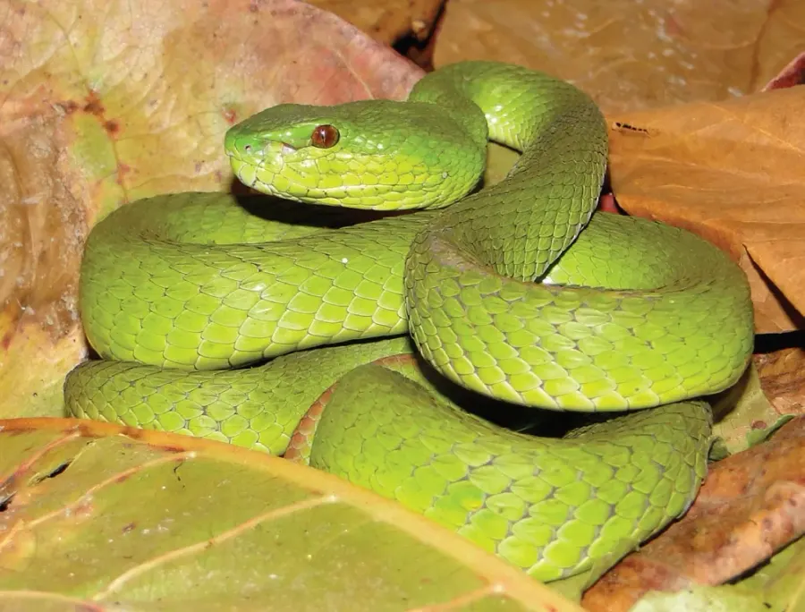 The Trimeresurus insularis card