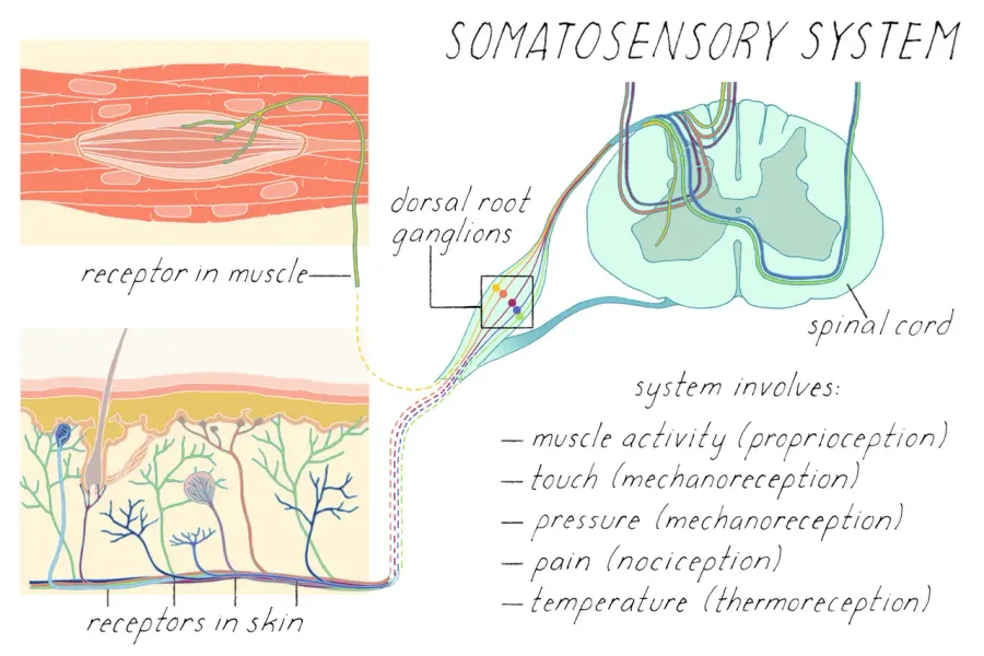 The Somatosensory system card