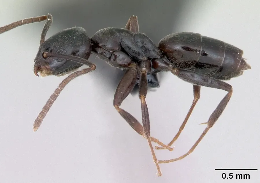 The Erratic ant card