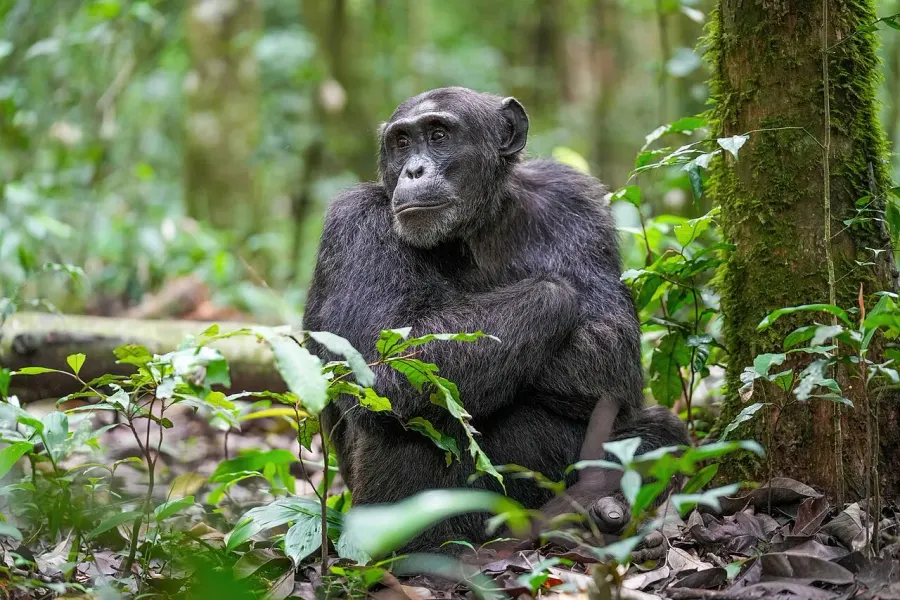 La carte Pan troglodytes schweinfurthii