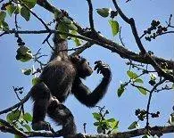 The Western chimpanzee card