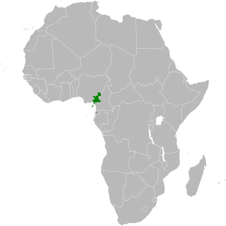 La carte Phylloscopus herberti