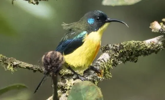The Lina's sunbird card