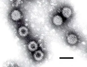 La carte Virus à ARN double brin
