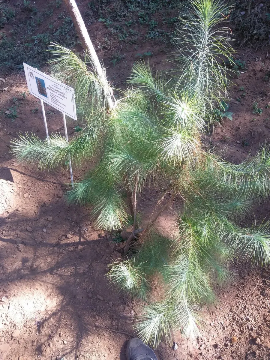 La carte Pinus rzedowskii