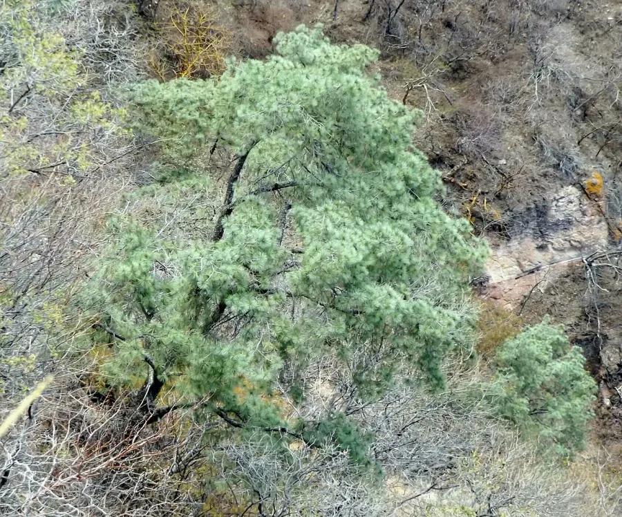 La carte Pinus maximartinezii