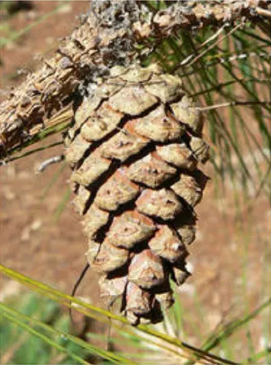 The Pinus herrerae card