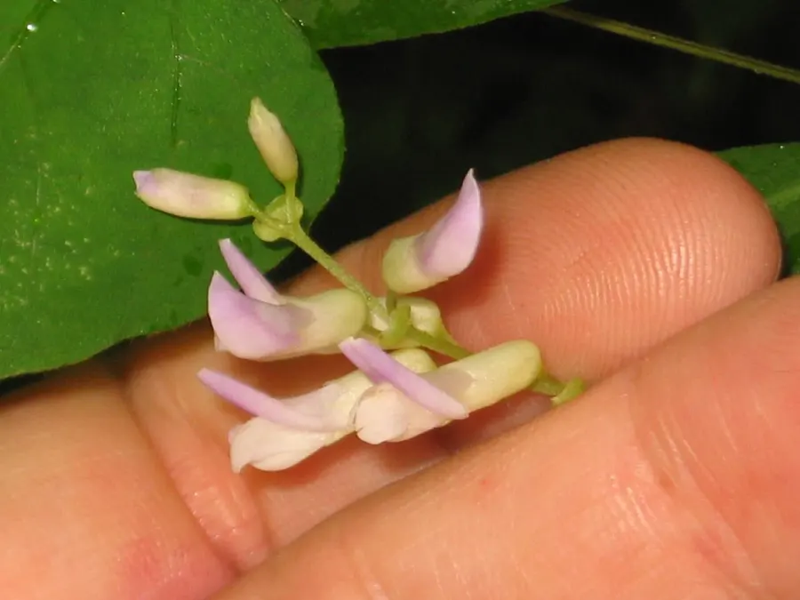 The Amphicarpaea card