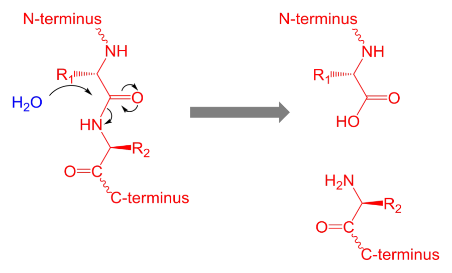 The Proteolysis card