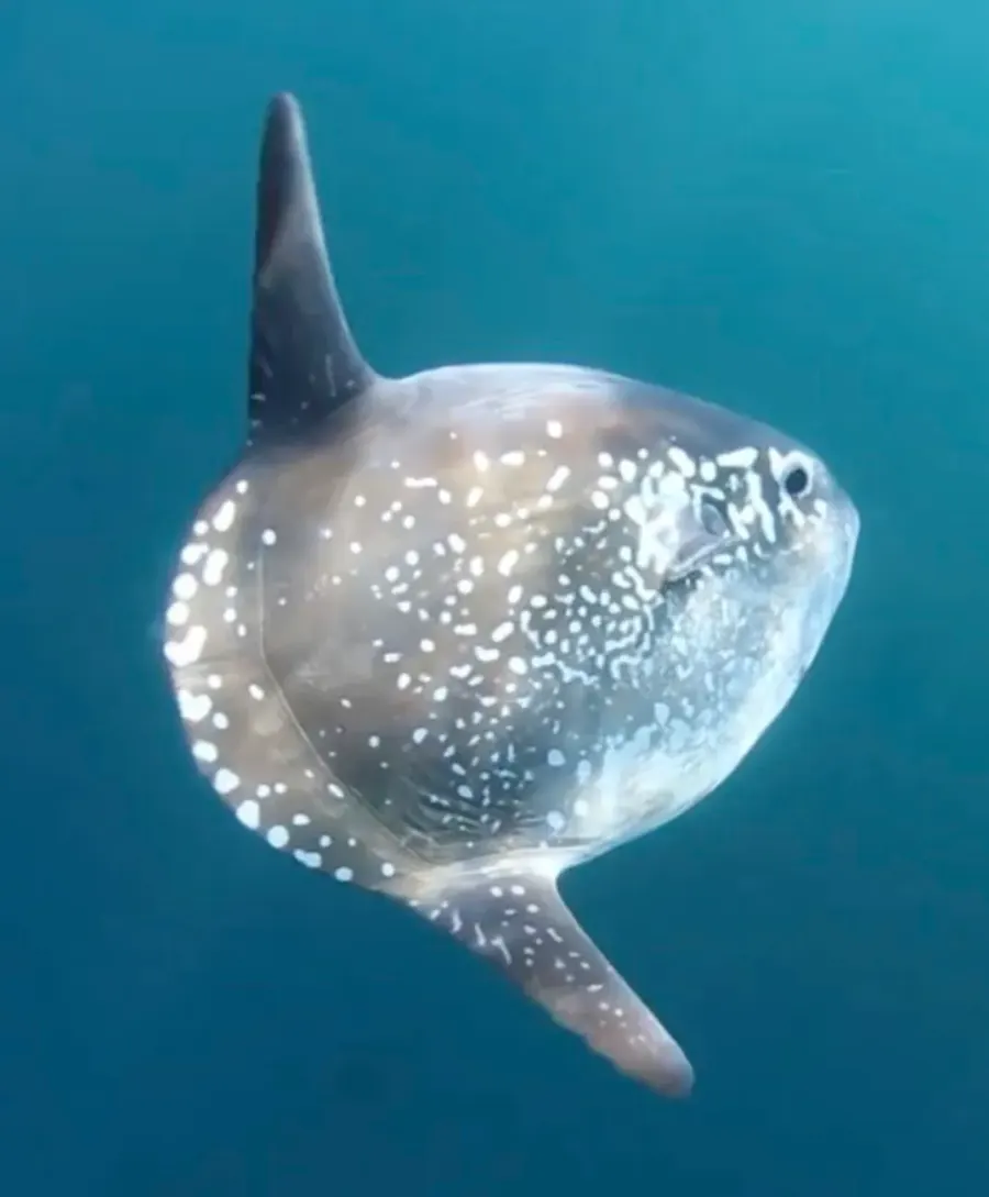 The Mola tecta card