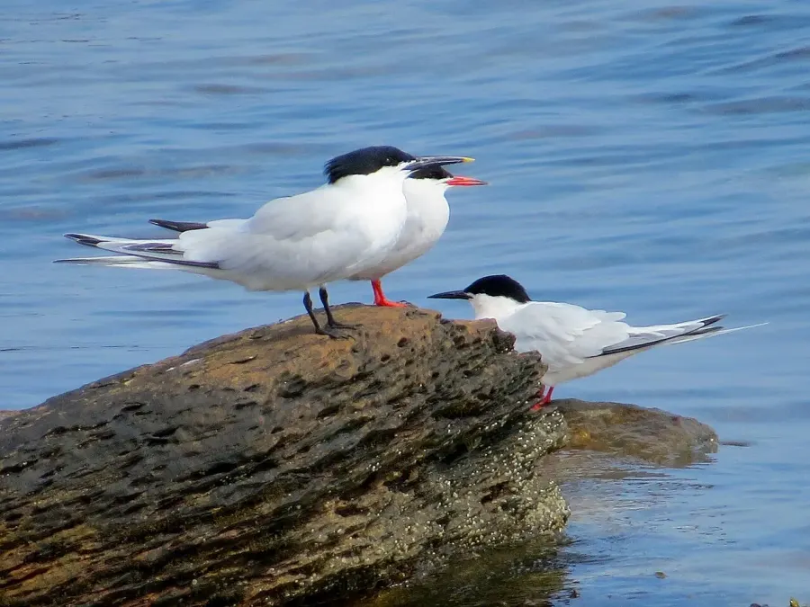 The Tern card