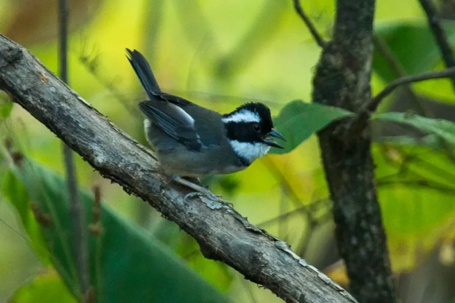 The Black-capped sparrow card