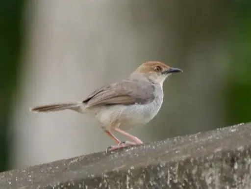 The Chattering cisticola card