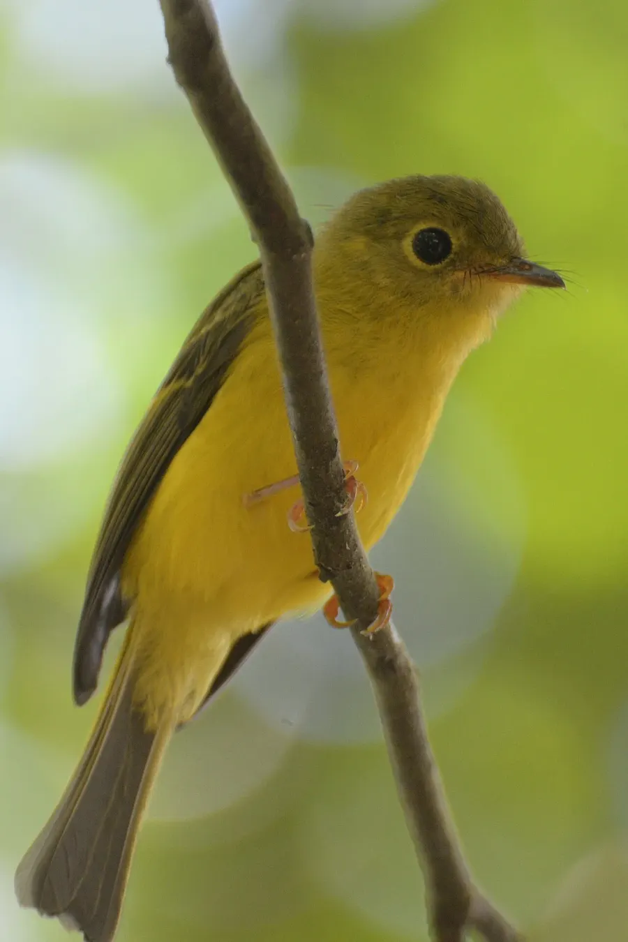 The Citrine canary-flycatcher card