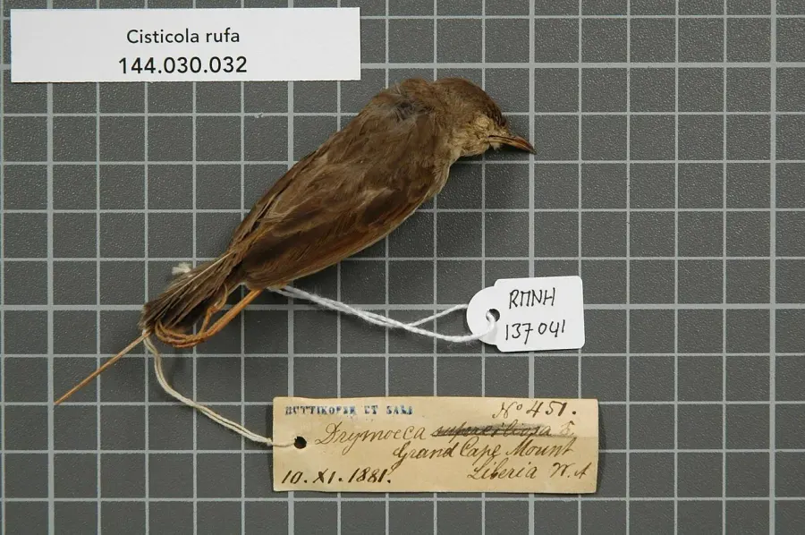 The Rufous cisticola card