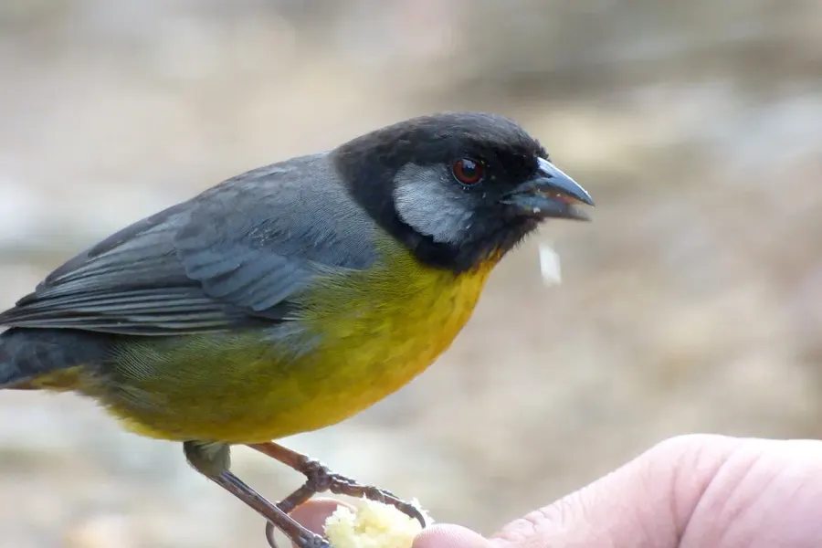 The Santa Marta brushfinch card