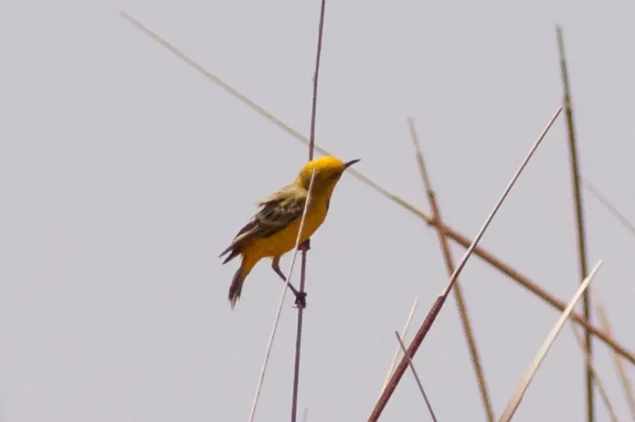 The Yellow chat card