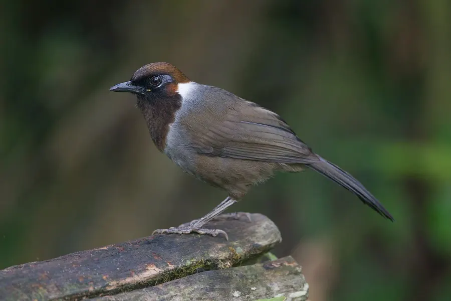 The White-necked laughingthrush card