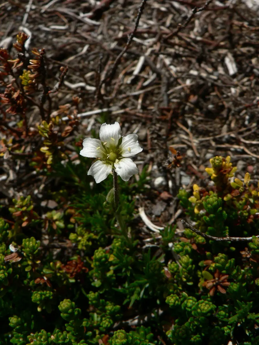 The Cherleria obtusiloba card