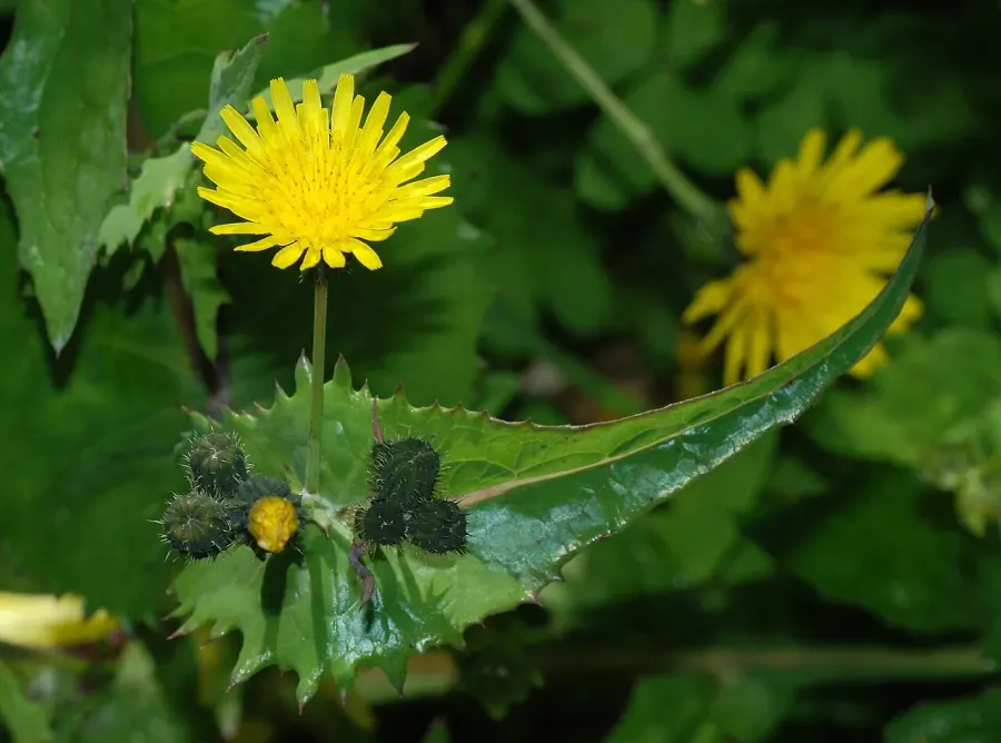 La carte Sonchus oleraceus