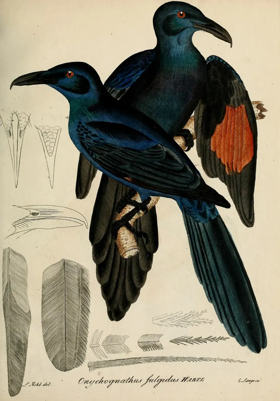 The Chestnut-winged starling card