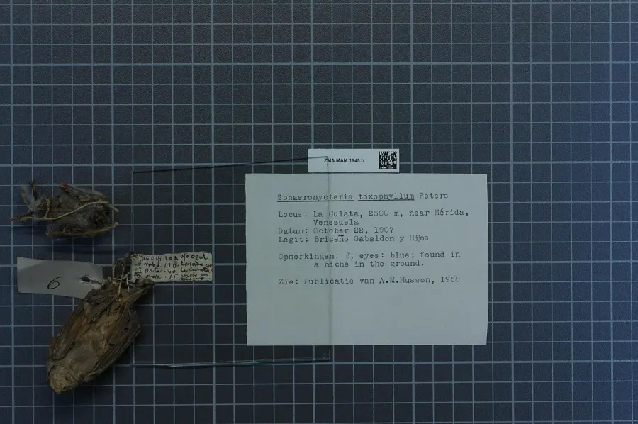 The Visored bat card