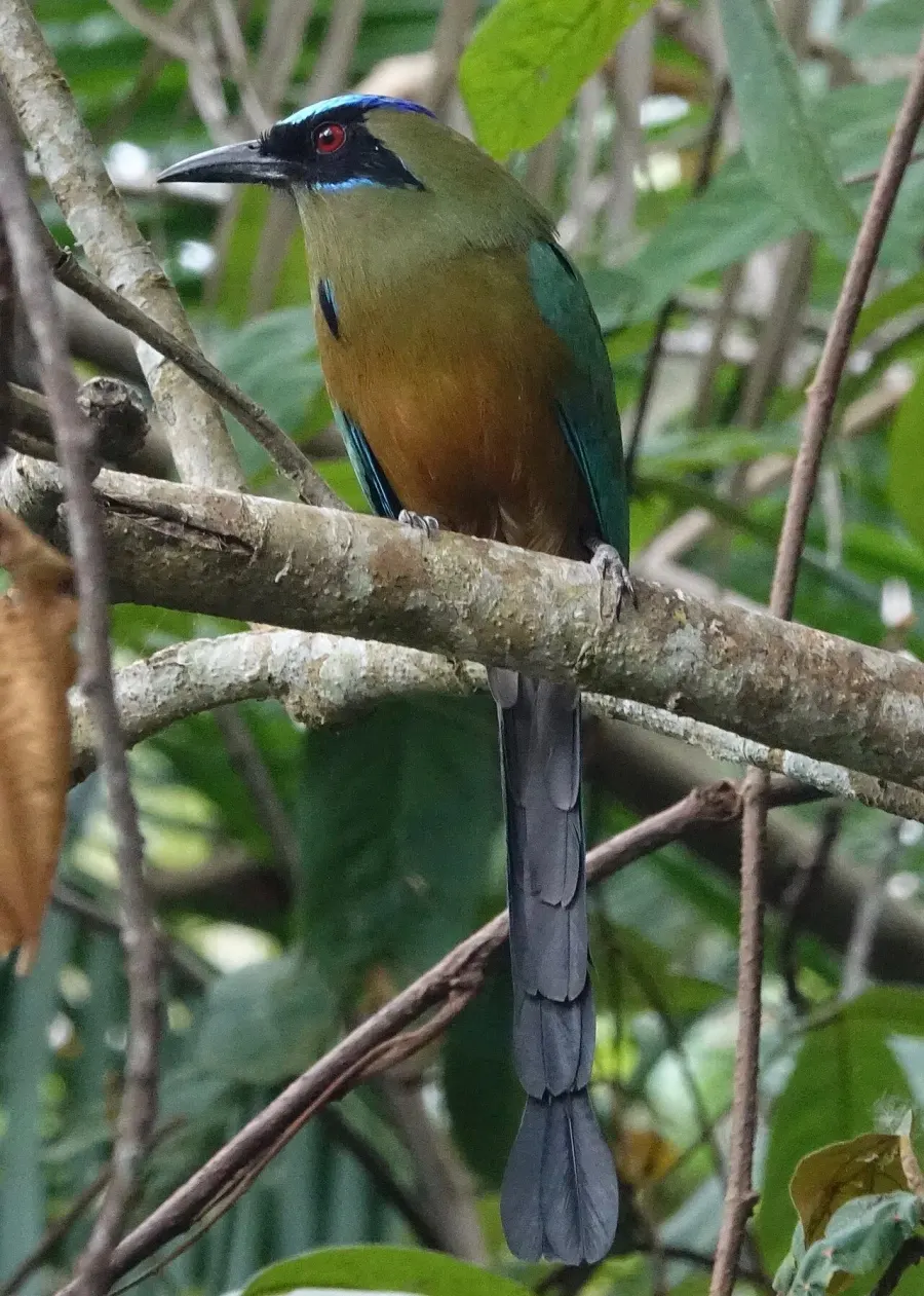The Whooping motmot card