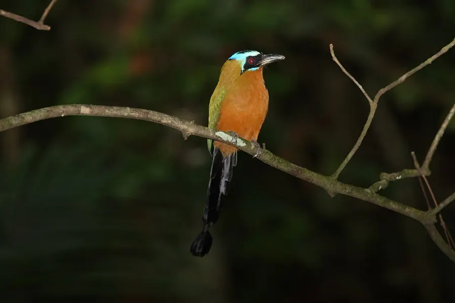 La carte Motmot de Trinidad