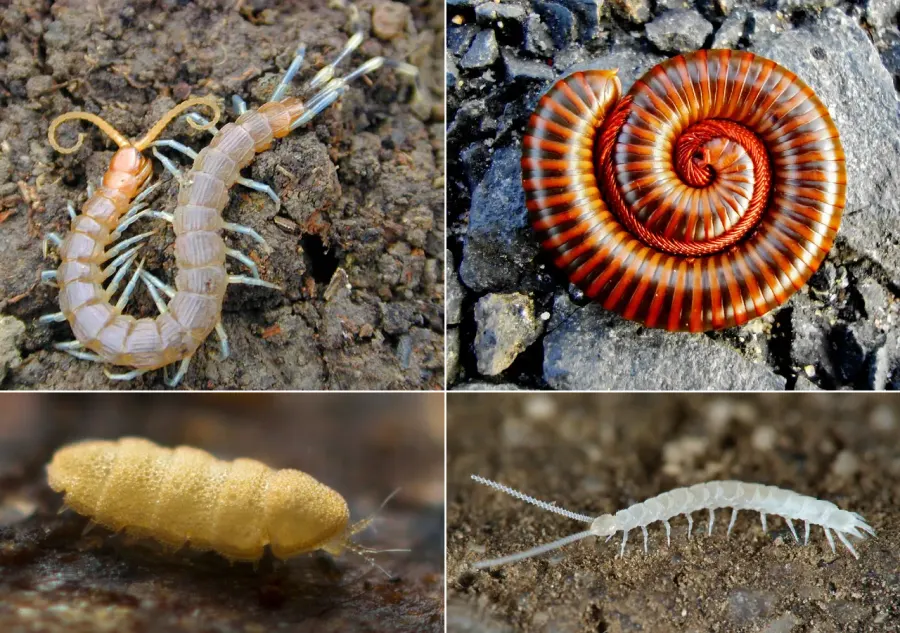 La carte Myriapodologie