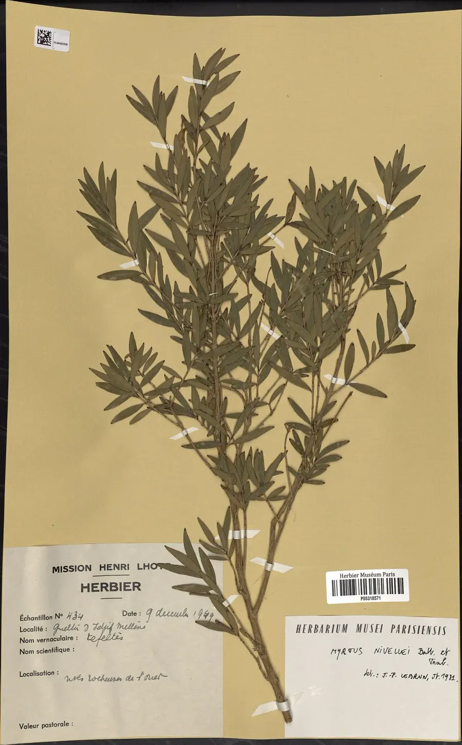 The Myrtus nivellei card