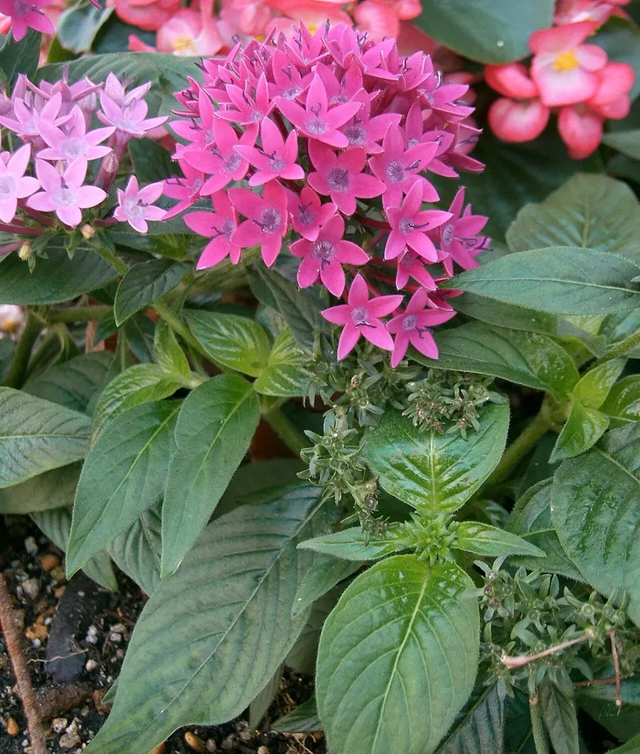 The Pentas lanceolata card