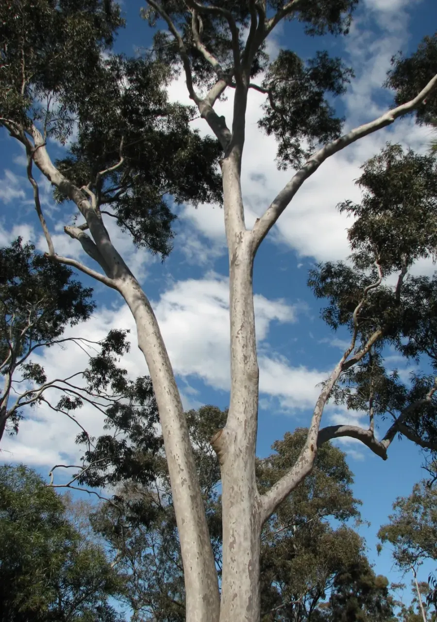 La carte Corymbia maculata