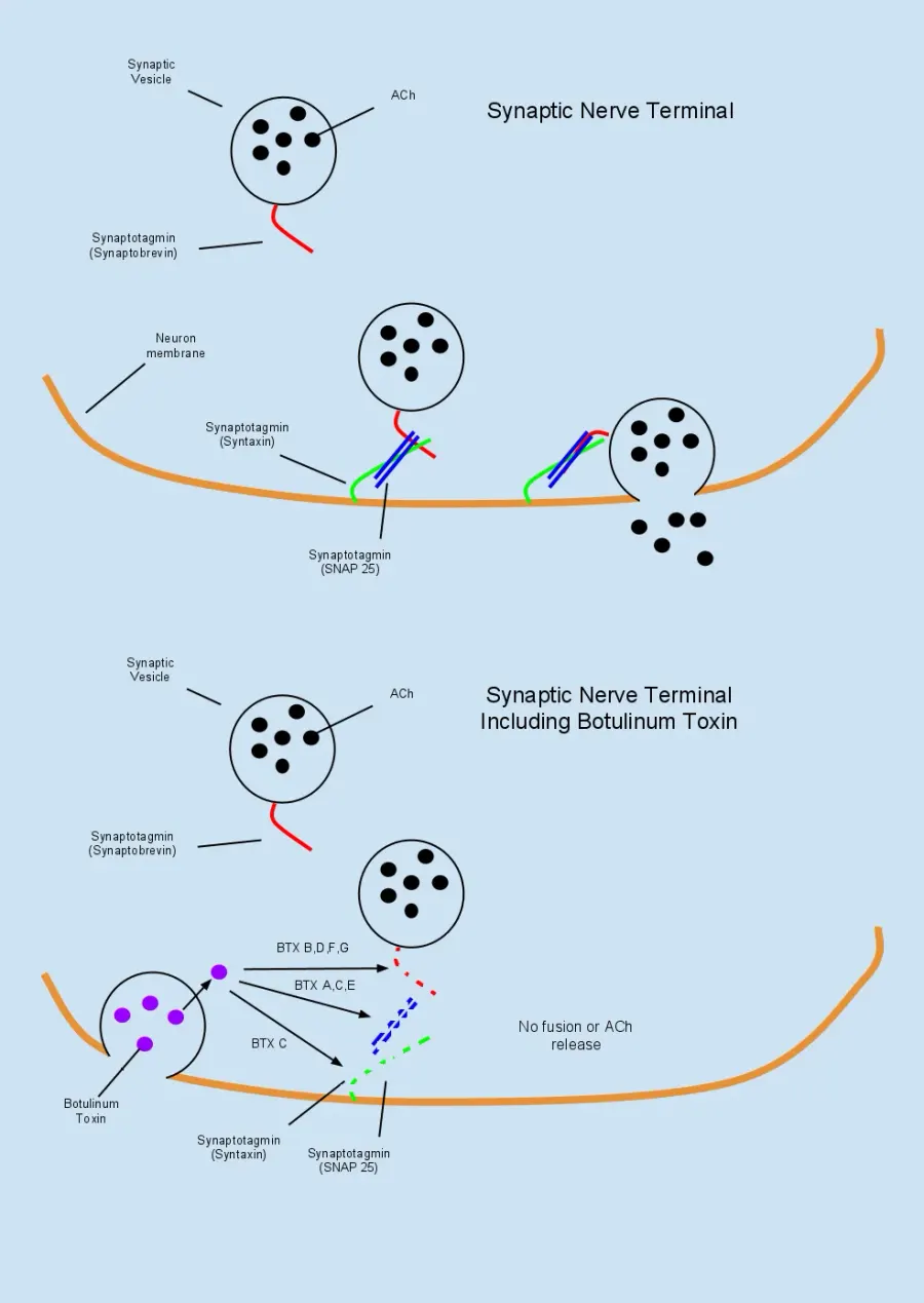 La carte Neurotoxicité