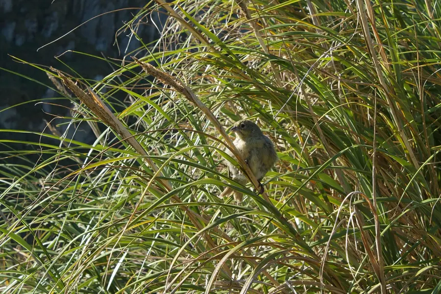 The Nightingale Island finch card