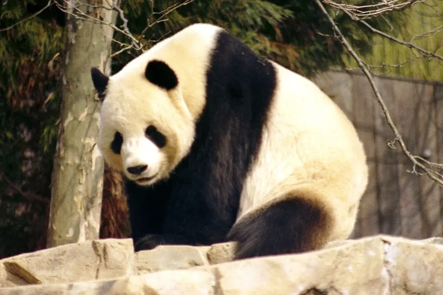 La carte Panda géant