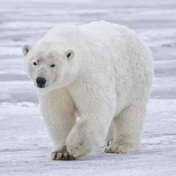 La carte Ours blanc