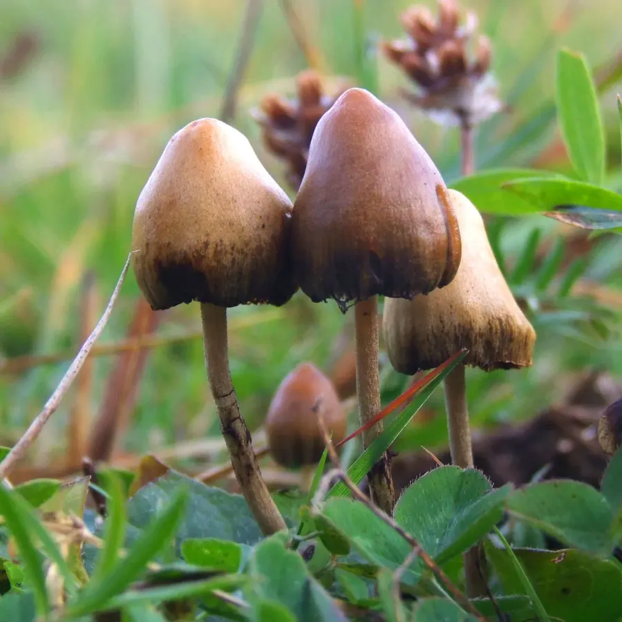 The Psilocybin mushroom card