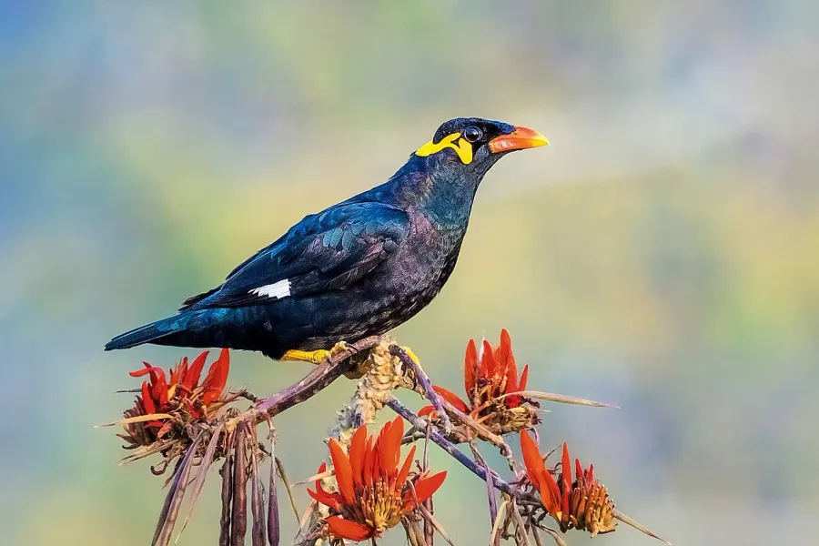 The Common hill myna card